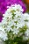 phlox-early-white_1.jpg