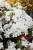 phlox-early-white_6.jpg