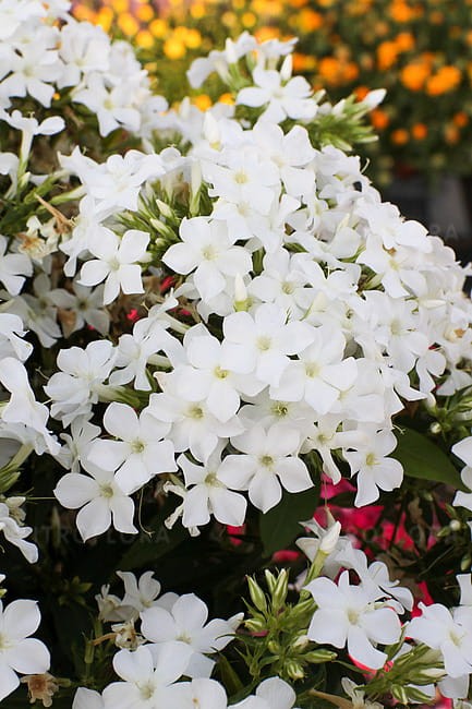phlox-early-white_6.jpg