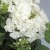 phlox-early-white_76325_3.jpg