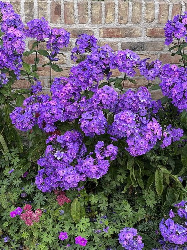 byliny-i-trawy_summer-flowering_76214_3.jpg