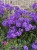 byliny-i-trawy_summer-flowering_76214_3.jpg
