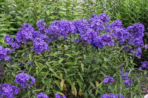 byliny-i-trawy_summer-flowering_76214_4 (1).jpg