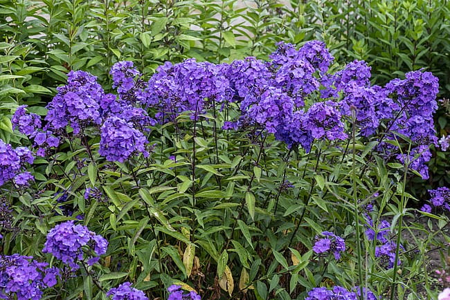 byliny-i-trawy_summer-flowering_76214_4 (1).jpg