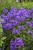 byliny-i-trawy_summer-flowering_76214_5 (1).jpg