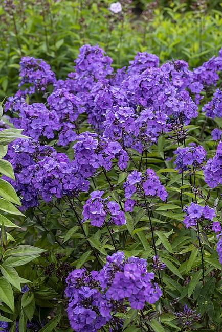 byliny-i-trawy_summer-flowering_76214_5 (1).jpg