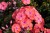phlox-flame-coral_3.jpg