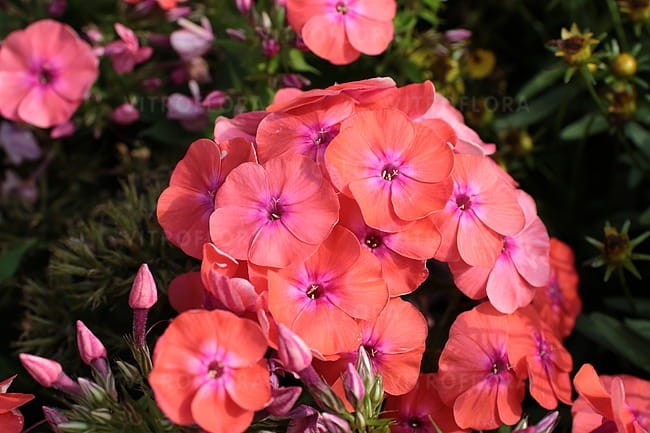 phlox-flame-coral_3.jpg
