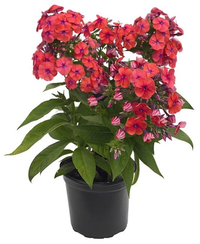 phlox-flame-coral_1.jpg