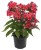 phlox-flame-coral_1.jpg