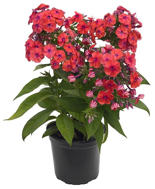 phlox-flame-coral_1.jpg