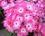 byliny-i-trawy_flame_76349_2.jpg
