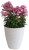 byliny-i-trawy_flame_76349_3.jpg