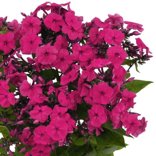 phlox-flame-pro-cerise_76346_3.jpg