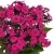 phlox-flame-pro-cerise_76346_3.jpg