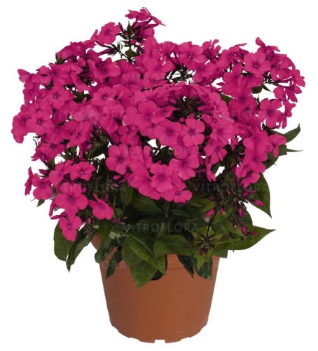 phlox-flame-pro-cerise_76346_2.jpg