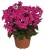 phlox-flame-pro-cerise_76346_2.jpg