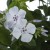 phlox-flame-light-blue_2.jpg
