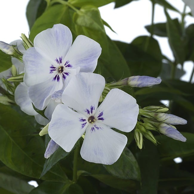 phlox-flame-light-blue_2.jpg