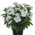 byliny-i-trawy_flame_76309_1.jpg