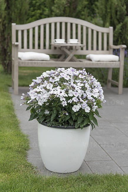 phlox-flame-light-blue_4.jpg