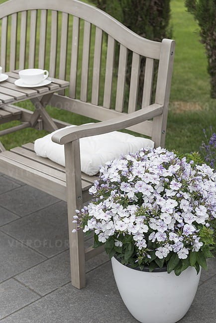 phlox-flame-light-blue_3.jpg