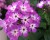 phlox-flame-purple_6.jpg