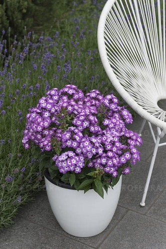 phlox-flame-purple_5.jpg