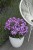 phlox-flame-purple_5.jpg