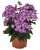 phlox-flame-purple_4.jpg