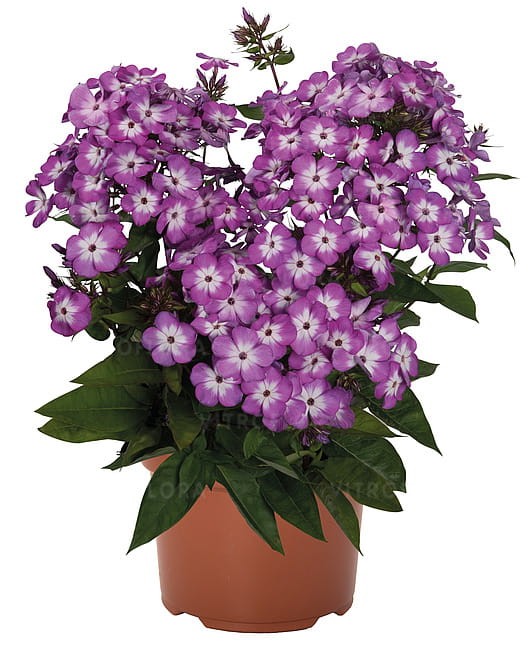 phlox-flame-purple_4.jpg