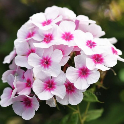 phlox-flame-pro-soft-pink_76344_1.jpg