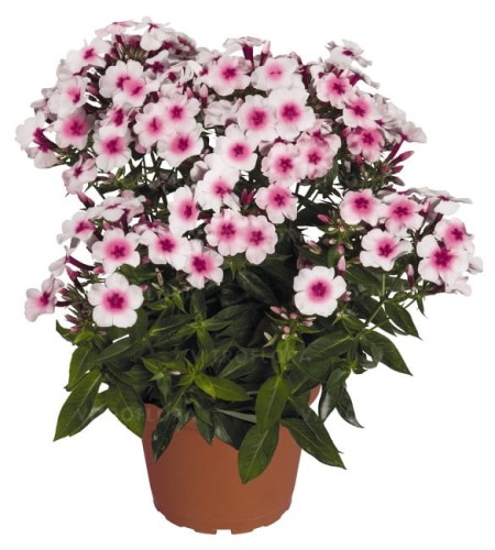 phlox-flame-pro-soft-pink_76344_2.jpg