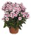 phlox-flame-pro-soft-pink_76344_2.jpg