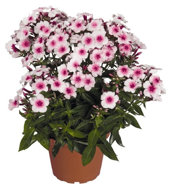 phlox-flame-pro-soft-pink_76344_2.jpg