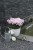phlox-flame-pro-soft-pink_76344_3.jpg