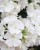 byliny-i-trawy_flame_76351_2.jpg