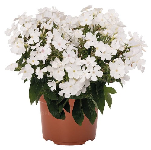 phlox-flame-white_1.jpg