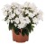 phlox-flame-white_1.jpg