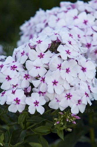 phlox-flame-white-eye_1.jpg