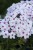 phlox-flame-white-eye_1.jpg