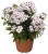 phlox-flame-white-eye_2.jpg