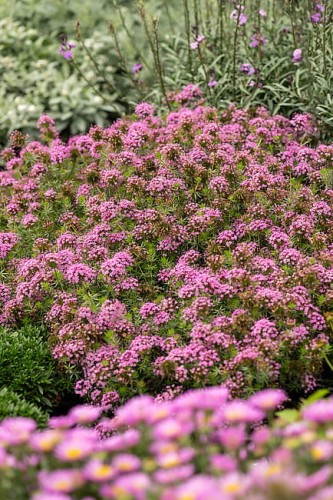 byliny-i-trawy_phuopsis_74626_2.jpg
