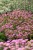 byliny-i-trawy_phuopsis_74626_2.jpg