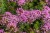 byliny-i-trawy_phuopsis_74626_1 (1).jpg