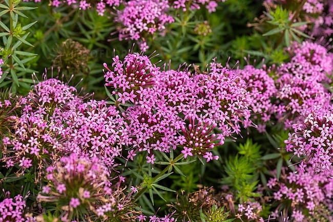 byliny-i-trawy_phuopsis_74626_1 (1).jpg
