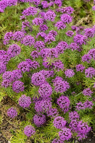 byliny-i-trawy_phuopsis_74626_4.jpg