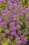 byliny-i-trawy_phuopsis_74626_4.jpg