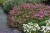byliny-i-trawy_phuopsis_74626_3.jpg