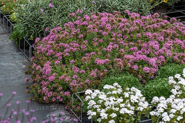 byliny-i-trawy_phuopsis_74626_3.jpg
